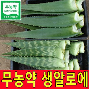 친환경 무농약인증 알로에베라 2kg 5kg 알로에생잎 생알로에 농장직송, 1박스, 알로에베라2kg