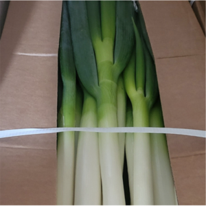 [요식업전용]수입대파 대파 대용량대파 업소용, 10kg, 1개