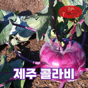 명품수랏간 슈퍼푸드 햇 제주 콜라비 특상품, 10kg, 1개, 10kg