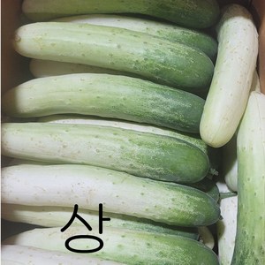 국내산 백다다기오이, 1박스, 상10kg