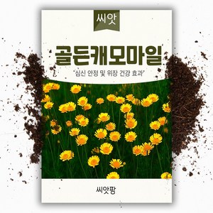 골든 캐모마일씨앗 (2000립) 허브씨앗, 1개