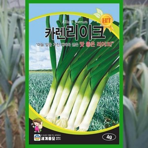 대파씨앗 4g 리이크 희귀 씨앗 종자 채소 월동, 1개