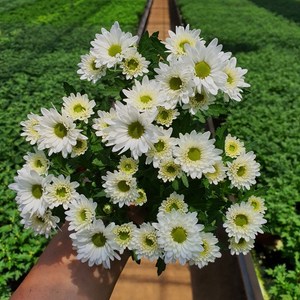 [무지개/색상선택] 미니 국화 (꽃크기 3cm 소국 화분), 11. 하얀색 (스위프티 브란체), 1개