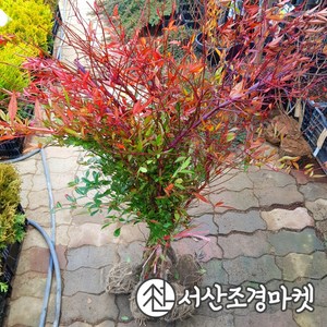 남천나무 묘목 키60~80cm 생울타리 서산조경마켓, 10개