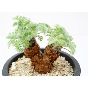 [페라고늄 아펜디쿨라텀 Pelargonium Appendiculatum 중품] 홈가드닝 선인장 키우기쉬운 아프리카 공기정화식물 특이한 귀여운 희귀한 인테리어 생일 승진 개업선물, 1개