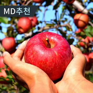 [초특가] 경북 부사 달콤 꿀맛 단단한 사과 고당도 못난이사과, 1박스, 5kg 중대과(16-20과내외)
