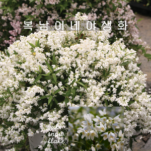 애기말발도리 유키 [3포트 복남이네야생화 모종 deutzia], 3개