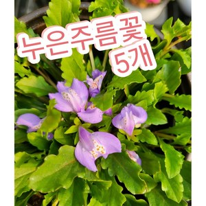 누운주름꽃 5개/눈주름꽃은 쉼 없이 피고지는 장수꽃, 5개