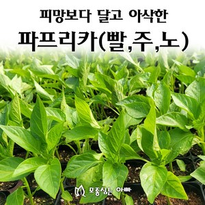 [모종심는아빠] 피망보다 달고 아삭한 파프리카모종, 1개, 주황
