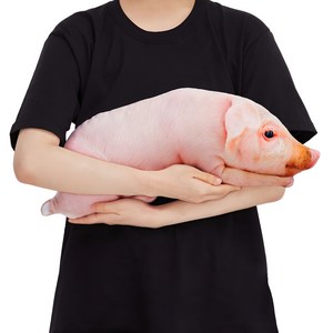 굴뚝강아지 애완 돼지 인형 애착 동물 쿠션, 50cm, 1개
