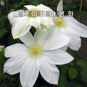 큰꽃 으아리 [2포트 복남이네야생화 모종 토종식물 덩굴식물 클레마티스 clematis], 2개