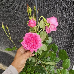 사계덩굴장미 스칼렛 대형 개화주 유럽사계 넝쿨장미 4년생, 덩굴핑크,, 1개