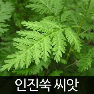 인진쑥 씨앗 사철쑥 종자 쑥 야생초 약초 씨 1000알, 1개