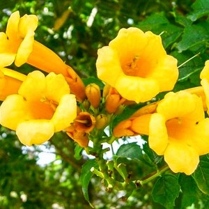 세종식물원 능소화 플라바 P9포트 여름꽃 덩굴식물 덩굴꽃 꽃화분 능소화묘목, 1개