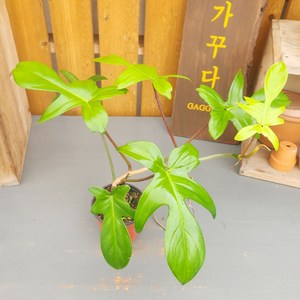 가꾸다 필로덴드론 뷰티 그린 플로리다 뷰티그린(Philodendron Florida Beauty Green), 1개