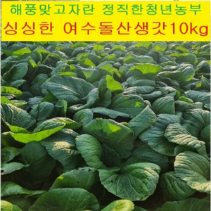 25년 [산지직송] 프리미엄 청년농부 직접수확 여수 돌산 갓 5kg 10kg 해풍 여수돌산생갓 돌산생갓 햇갓 갓김치 돌산갓김치 돌산갓 여수 청갓 여수갓 여수갓김치 생돌산갓 노지, 1박스