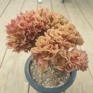 [수암다육] 할로윈 철화 랜덤발송 Aeonium 'Halloween' f. cristata 랜덤발송 다육 다육이 다육식물 026, 1개