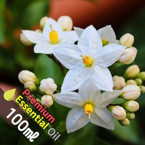 J005 자스민 100ml (Jasmine Essential Oil) 천연에센셜 오일 원액 아로마, 1개