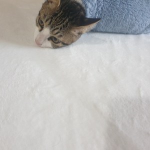 강아지 고양이 담요 인형만들기 2mm 3mm 5mm 밍크퍼 벨보아 66종 털원단, 5mm 화이트