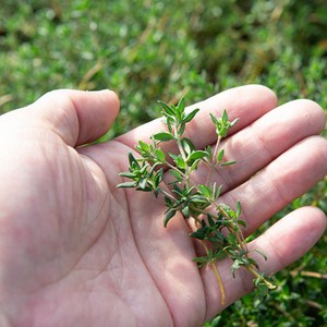 커먼타임 허브 생잎 50g 중간 잎, 1개