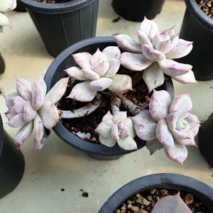 [수암다육] 루신다 변이 랜덤발송 Echeveria 'Lucinda' 다육 다육이 다육식물 반려식물 국민다육, 1개