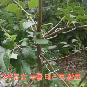 [다회용]e클립 과일나무 가지 유인 크립 과수유인 이클립 이크립 중 소 대 버자웨어 나무가지 고정클립 유인클립 유인추 다회용 철사 과수자재, 100개