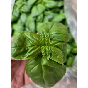 야채왕 향긋한 생바질 스위트바질 생잎 Basil 바실 100g/ 500g - 수도권 충청지역 팀프레시 새벽배송, 100g, 1개