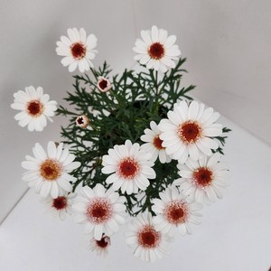 [수량변경가능] 외목대가능한 목마가렛 핑크꽃 레드꽃 화이트꽃 봄꽃 희귀종 야생화 식물 그래꽃이다, 목마가렛(흰색), 1개