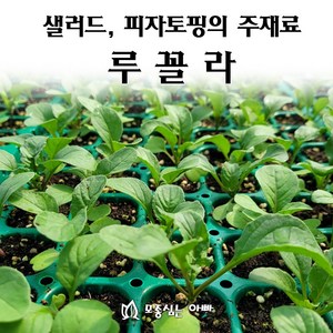 [모종심는아빠] 이탈리아요리의 향신료 루꼴라 모종, 모종6개, 1개