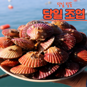 통영 홍 가리비 1kg 제철 선별 비단 캠핑 대왕 구이, 1박스, 특 홍가리비 5kg(125미내외)