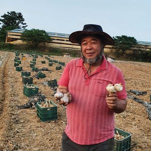 국내산 홍산마늘 마늘 식용 종자용, 홍산마늘 5kg 종자용, 1개