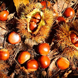 청정 백운산에서 자란 최상품질 토종 알밤 대율, 1개, 5kg