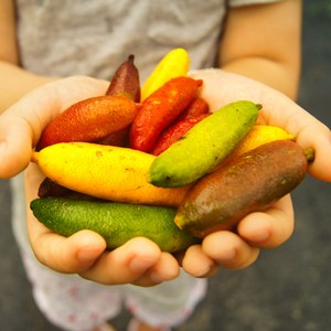 직접 재배한 핑거라임 팜이즈 농장, 1개, 100g