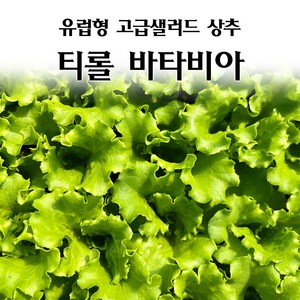 [모종심는아빠] 유럽형 고급 샐러드 상추 티롤바타비아 모종 유럽상추, 36개