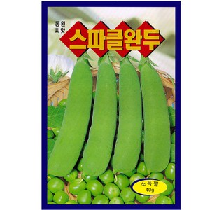 동원 완두콩씨앗 40g 조생종 스파클완두콩 재배쉽고 밀식가능, 1개