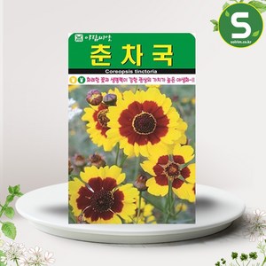 솔림텃밭몰 춘차국씨앗 1000립 춘차국 꽃씨앗 꽃씨 야생화, 1개