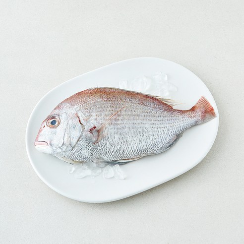 [로켓프레시] 미감어보 국내산 손질 효온처리 통참돔 (냉장), 1개, 200g