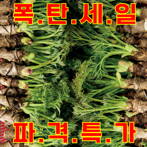 [백화점상품] 최상급 프리미엄 참두릅 초특가