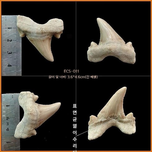 고대 상어 메갈로돈 이빨 화석 실물 표본 전시 수집용 해양 화석, ECS-011(아크릴박스 포함)