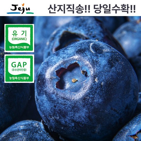 탐나베리팜 유기농 산지직송 제주 생블루베리 왕특 500g 18-20mm, 1개, 500g