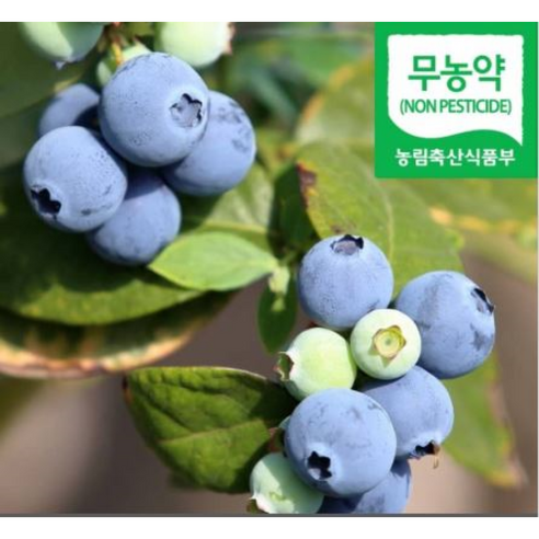 2026년 햇 블루베리 프리미엄 블루베리 에코베리팜 1kg ( 특대 )