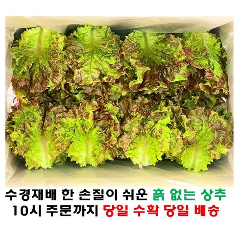 (쌈바쌈바) 산지 직배송 꽃상추 1,2,4 kg[국산:경남고성군], 1kg, 1개