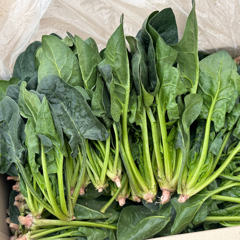 대아프레시 야채 아저씨네 국내산 신선한 잎채소 나물 시금치 300g 500g 1kg 2kg 4kg, 1박스, 2kg