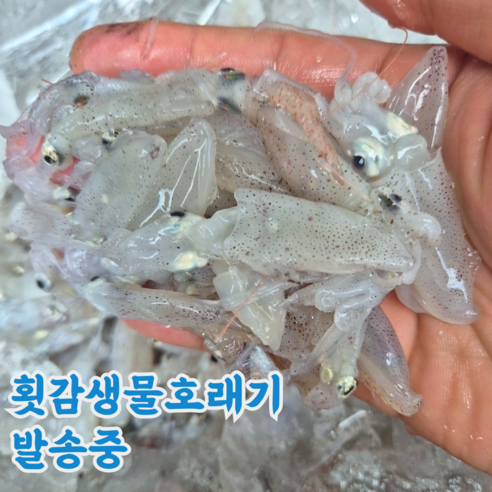 산지직송 국산 생물 호래기 꼴뚜기 횟감용