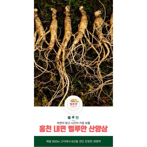 [벨루안 산양삼] 홍천 장뇌삼 고냉지 재배, 홍천 산양삼 900m 고지, 강원도 홍천 산양삼, 청정지역 산양삼 추천, 고산지대 내면 장뇌삼, 홍천 산양삼 선물세트, 프리미엄 산양삼, 15개, 12g
