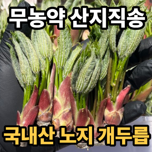 [산지직송] 무농약 국내산 엄나무순 개두릅