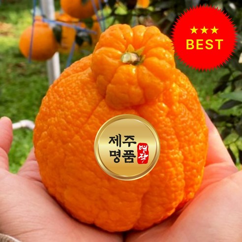 [마지막 특가] 한정수량 제주 한라봉