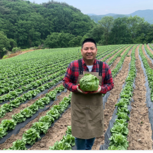 청년야채가게 [아삭] / 진공예냉처리 아삭양상추 / 양상추 벌크 12개