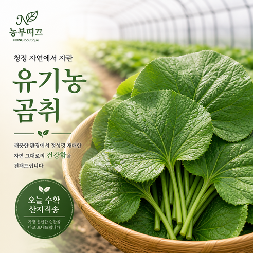 농부띠끄 농장직송 꼼꼼선별 GAP 인증받은 강원도 곰취나물, 2kg, 1박스