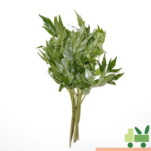 사라상회 당귀잎 1kg